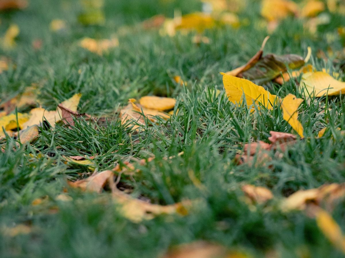 Herbstlaub auf einer Rasenfläche einer Wohnanlage in Bruchsal