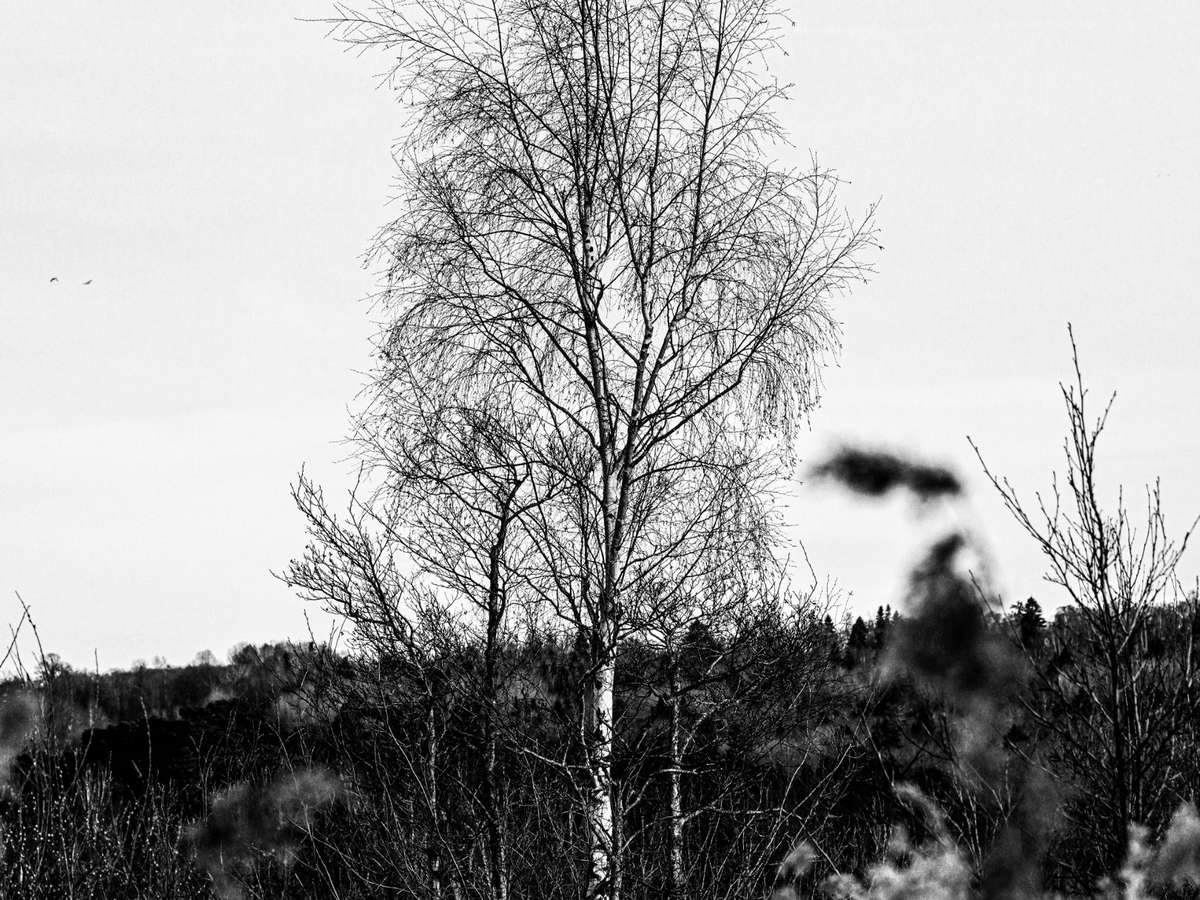 Kahle Birke und Gräser im Spätwinter an einer Grünfläche in Bruchsal