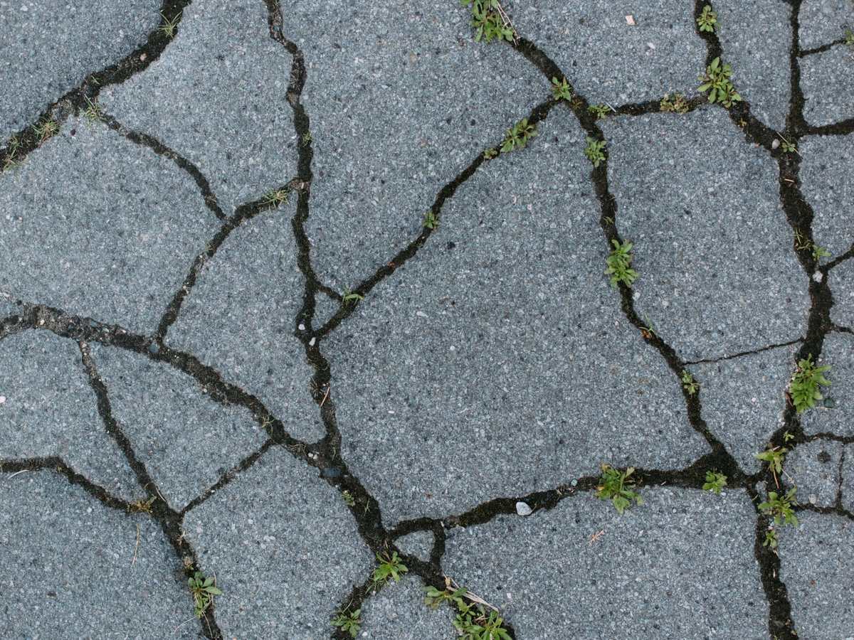 Unkraut wächst in Rissen und Fugen eines Asphaltwegs in Bruchsal